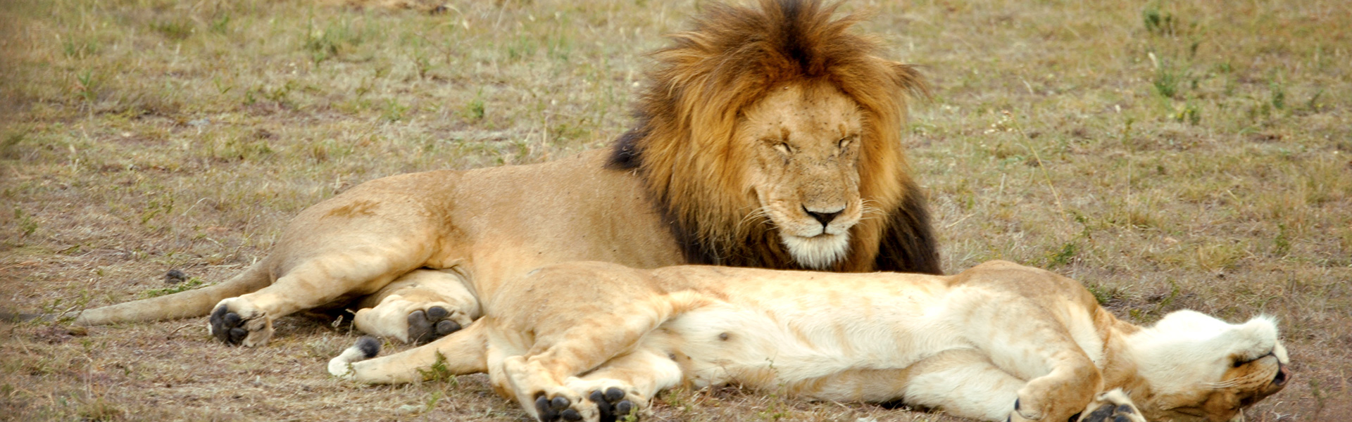 2014-kenya-masai-mara-naboisho-lions--photo-anne-k-simonsen