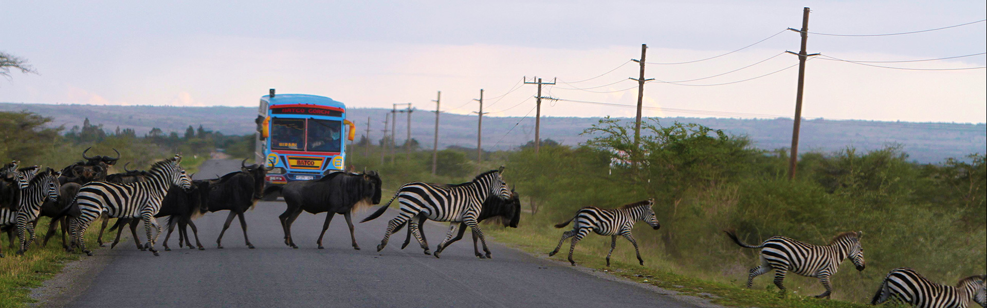 tanzania-road-crossing-zebras-and-wildebeest-in-front-of-bus